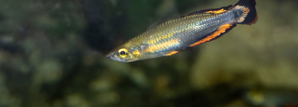 Madagaskar-Ährenfisch Bedotia madagascariensis
