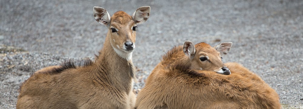 Nilgauantilopen im Zoo Zürich