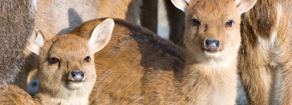 Burma-Leierhirsche im Zoo Zürich.