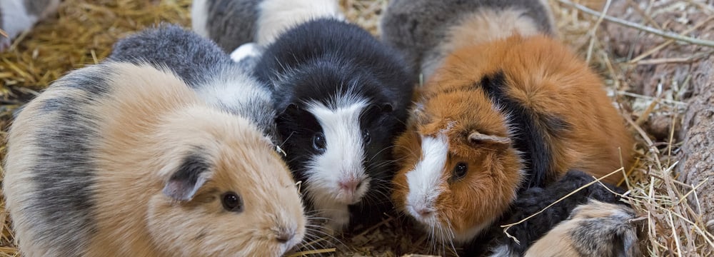 Hausmeerschweinchen im Zoo Zürich.