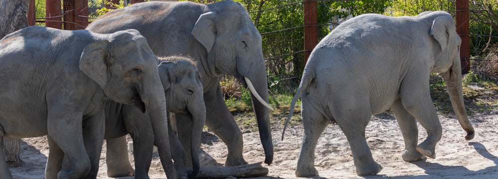 Asiatische Elefanten in der Aussenanlage des Kaeng Krachan Elefantenparks im Zoo Zürich.
