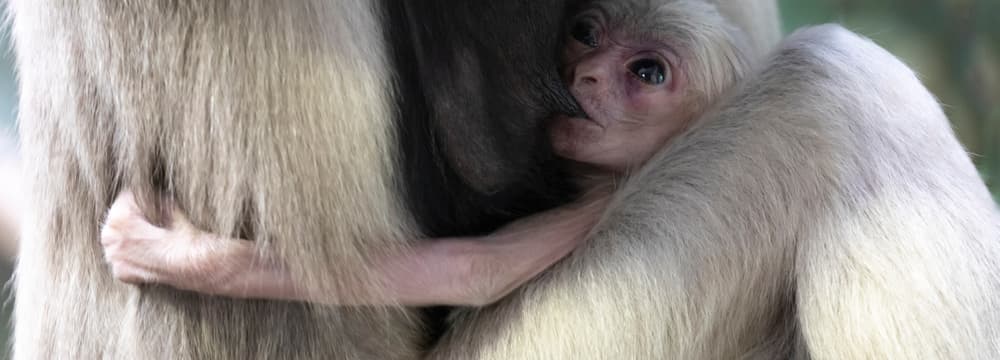 Junger Kappengibbon im Zoo Zürich.