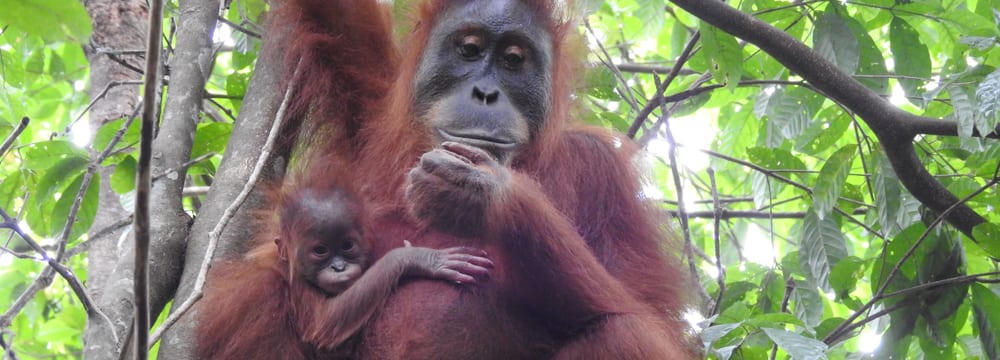 Sumatra-Orang-Utan Wenda im Regenwaldschutzgebiet Jantho auf Sumatra