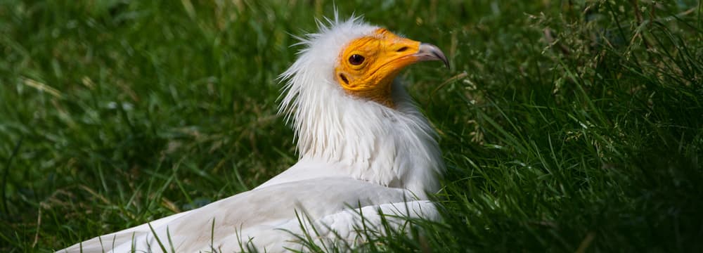 Schmutzgeier im Zoo Zürich.