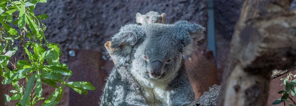 Koala Pippa mit Joey im Zoo Zürich.