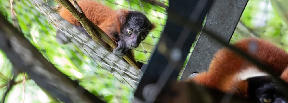 Junger Roter Vari im Masoala Regenwald im Zoo Zürich.