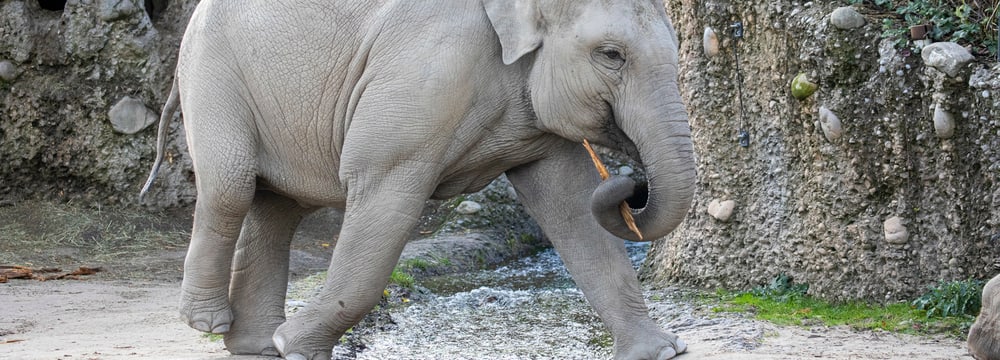 Asiatische Elefantenkuh Omysha im Kaeng Krachan Elefantenpark des Zoo Zürich. 