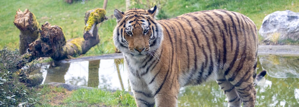 Amurtiger Akim im neuen Grosskatzen-Lebensraum Panthera im Zoo Zürich.