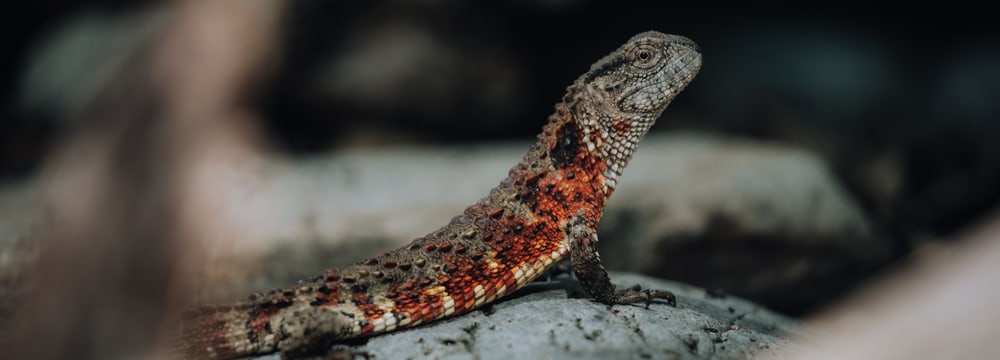 Krokodilschwanzechse im Zoo Zürich