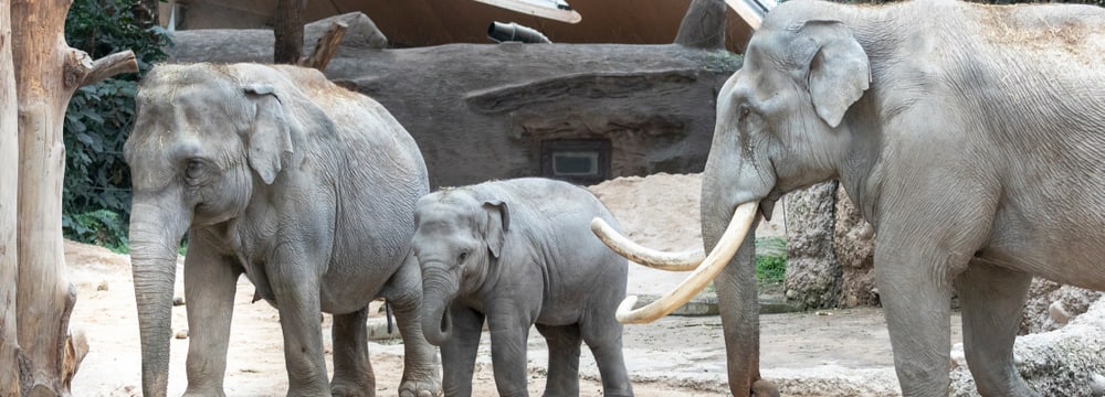 Asiatische Elefanten im Kaeng Krachan Elefantenpark im Zoo Zürich.