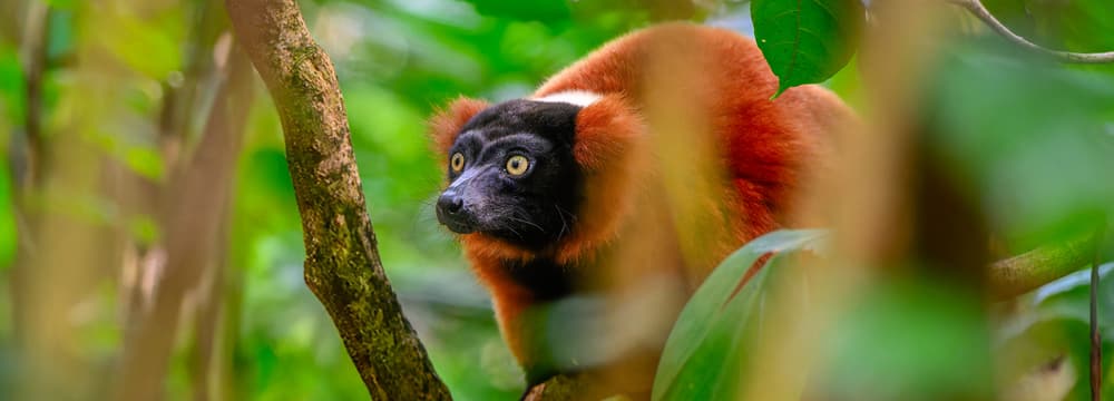 Roter Vari im Masoala Regenwald des Zoo Zürich.
