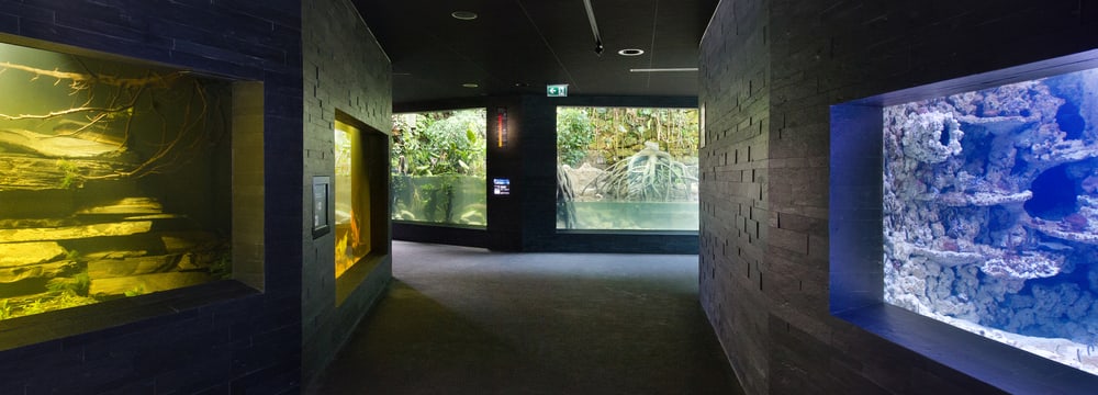 Aquarium im Zoo Zürich.