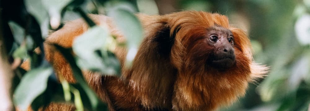 Golden lion tamarin at Zoo Zurich