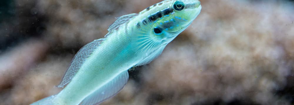 Bynoe’s Goby