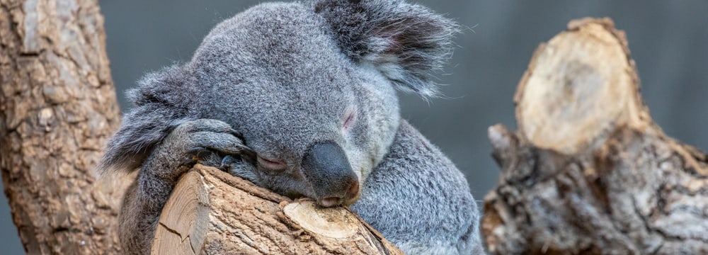 Schlafender Koala Milo im Zoo Zürich.