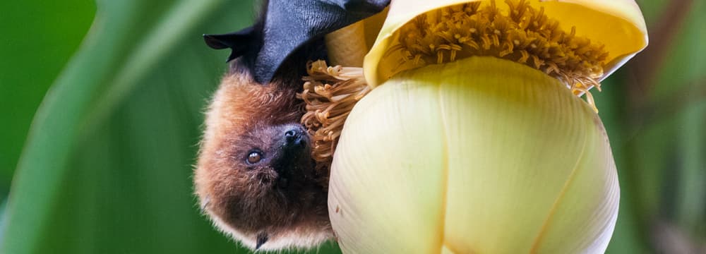 Rodrigues-Flughund im Masoala Regenwald im Zoo Zürich