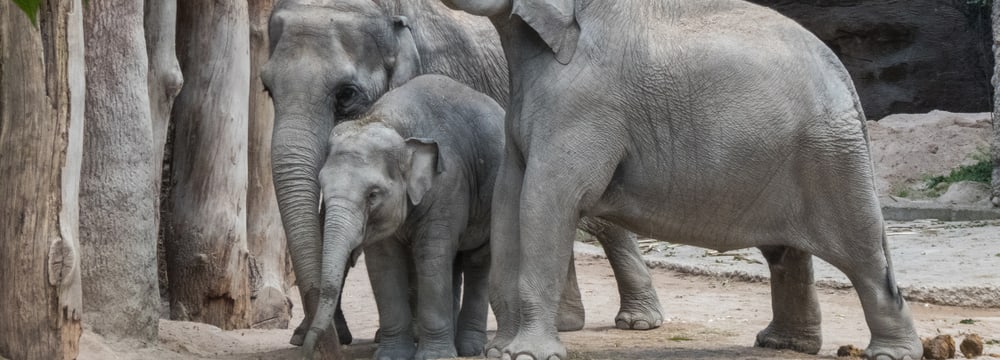 Asiatische Elefanten im Kaeng Krachan Elefantenpark im Zoo Zürich.