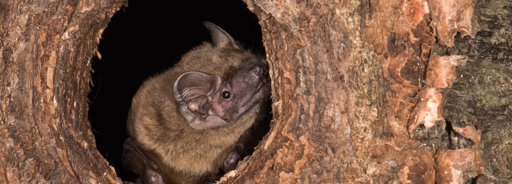 Grosser Abendsegler (Fledermaus).