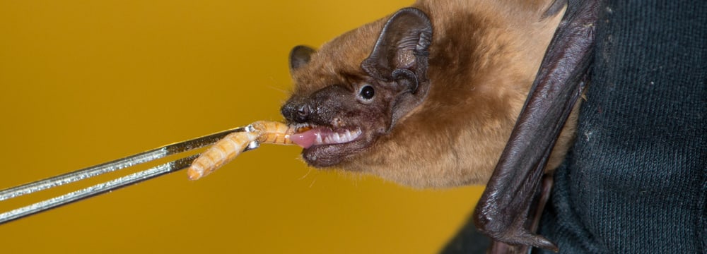 Grosser Abendsegler bei der Fütterung in der Fledermaus-Notpflegestation.