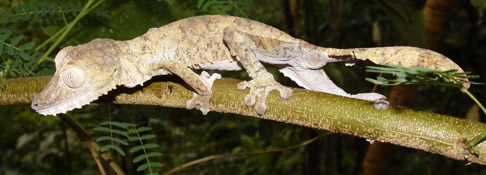 Plattschwanzgecko im Masoala Regenwald
