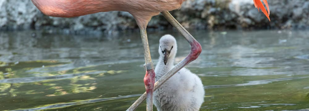 Junger Chile-Flamingo im Zoo Zürich.