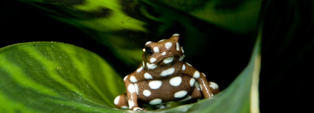 Maranon-Pfeilgiftfrosch im Zoo Zürich.