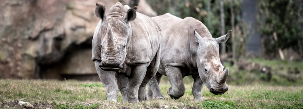 Südliches Breitmaulnashorn