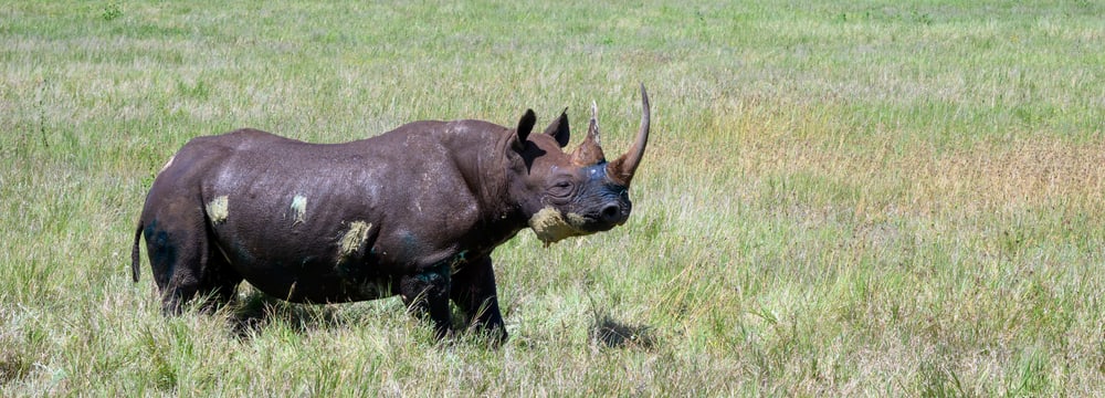 Spitzmaulnashorn "Lucky" nach Behandlung in Lewa.