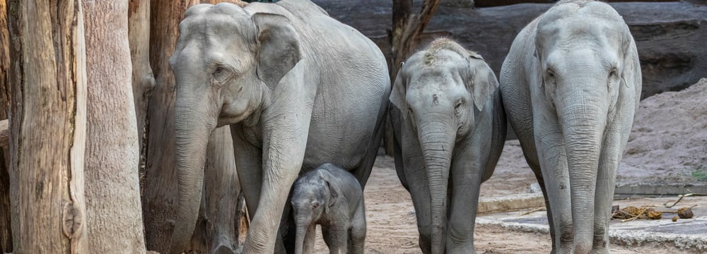 Asiatische Elefanten Indi, Umesh, Omysha und Chandra im Zoo Zürich.