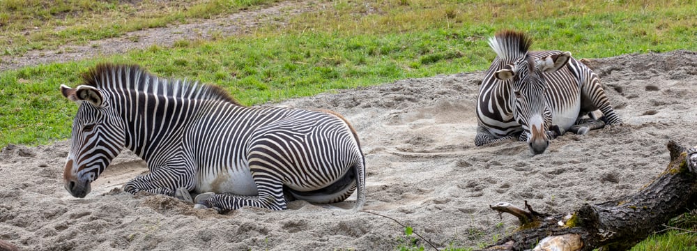 Zwei Zebras in der Lewa Savanne im Zoo Zürich.