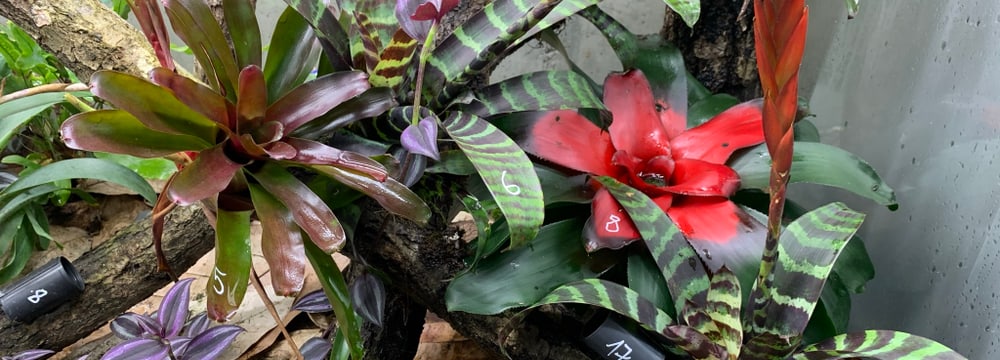 Zuchtterrarium des Harlekin-Baumsteigers mit nummerierten Eiablage- und Aufzuchtplätzen.