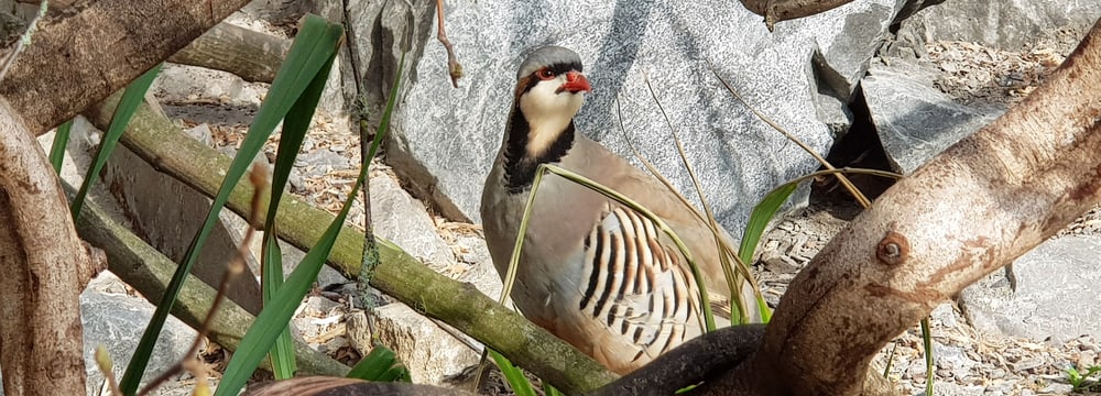 Chukar-Steinhuhn im Zoo Zürich.