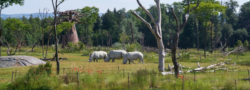 Südliche Breitmaulnashörner in der Lewa Savanne des Zoo Zürich.