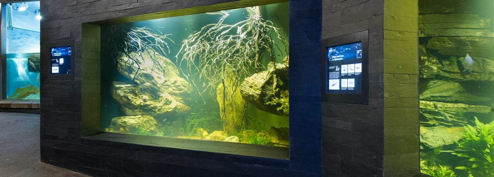 Süsswasserbecken im Aquarium im Zoo Zürich.