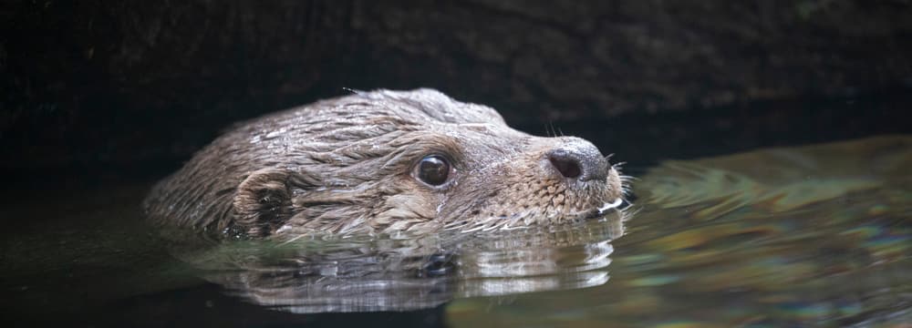 Europäischer Fischotter Lulu im Zoo Zürich.