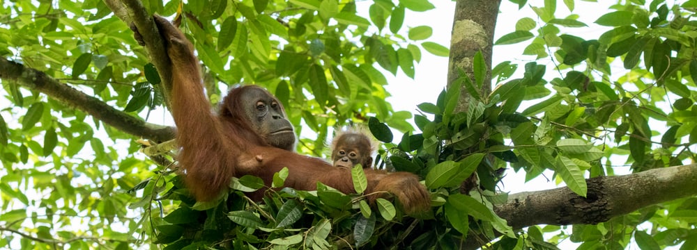 Orang-Utan mit Jungtier