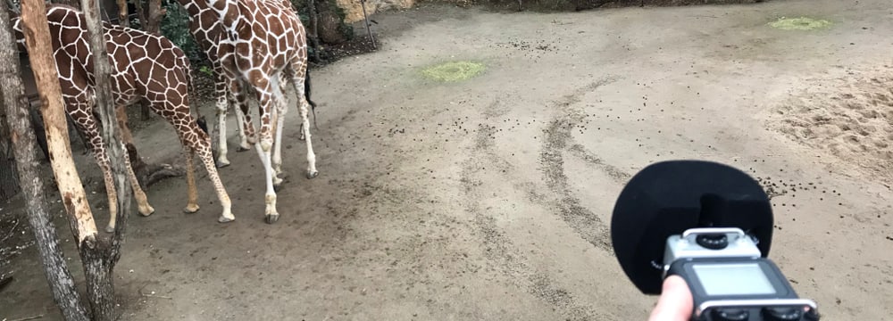 Töne einfangen im Lewa Giraffenhaus.