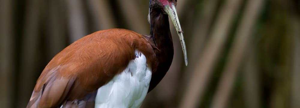 Mähnenibis im Masoala Regenwald im Zoo Zürich.