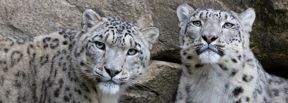 Schneeleoparden Shahrukh und Saida im Zoo Zürich.