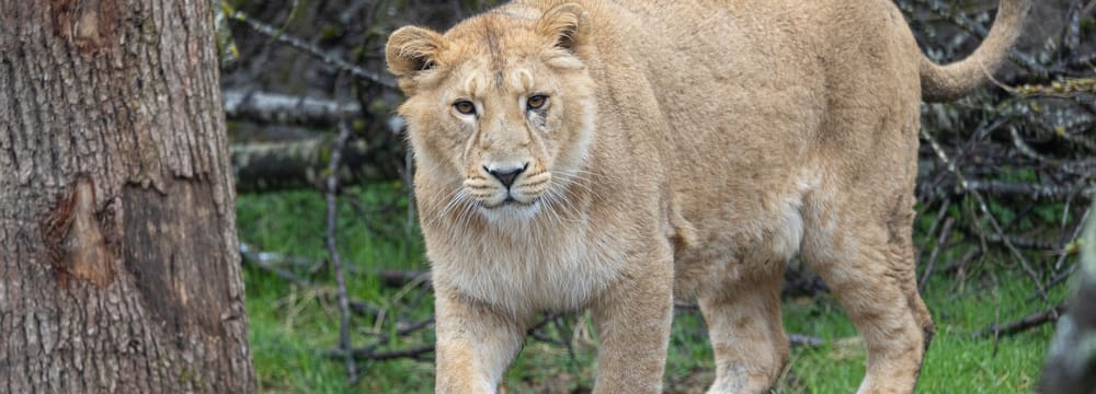 Asiatischer Löwe im Zoo Zürich. 