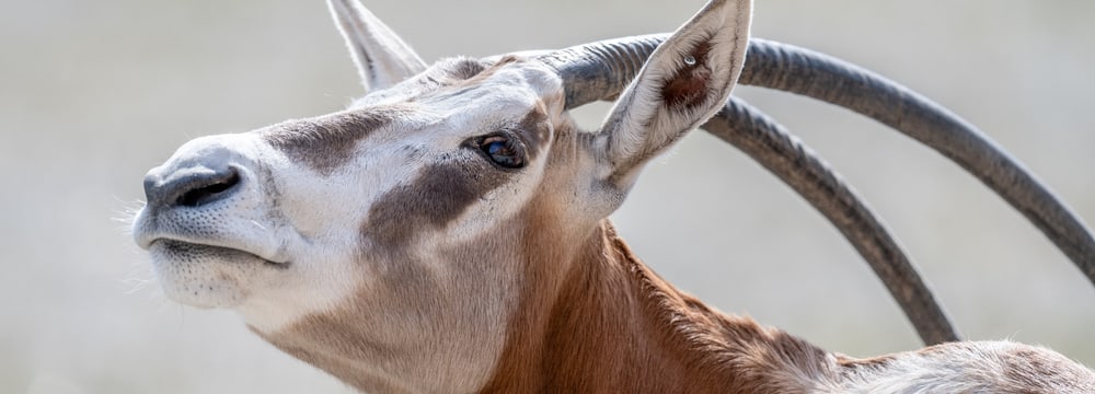 Säbelantilope im Zoo Zürich.