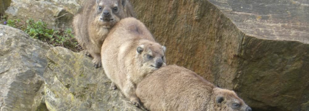 Klippschliefer im Semien Gebirge des Zoo Zürich.