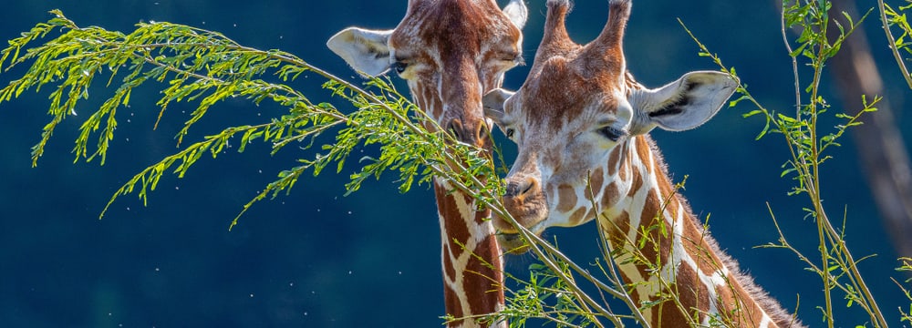 Netzgiraffen Malou und Luna in der Lewa Savanne des Zoo Zürich.