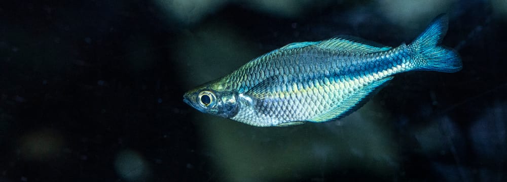 Aquamarin-Regenbogenfisch im Zoo Zürich