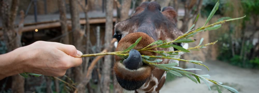 Fütterung der Netzgiraffen in der Lewa Savanne des Zoo Zürich.
