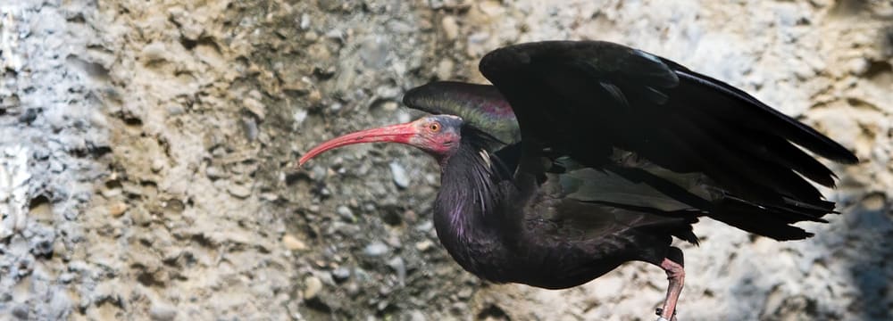 Waldrapp im Zoo Zürich