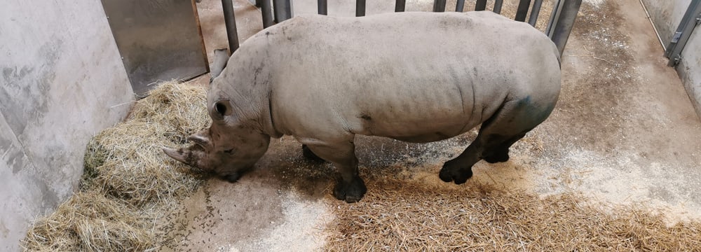 Der Breitmaulnashornbulle Kimba in der Quarantänebox.