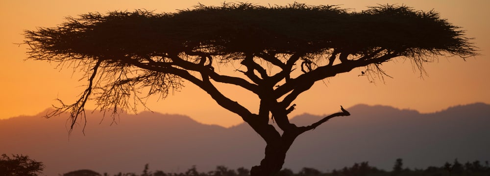 Schirmakazie im Lewa Wildlife Conservancy in Kenia.