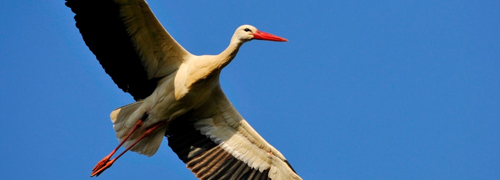 Europäischer Weissstorch im Zoo Zürich.