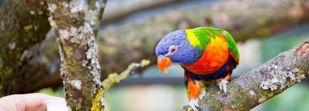 Allfarblori im Zoo Zürich.